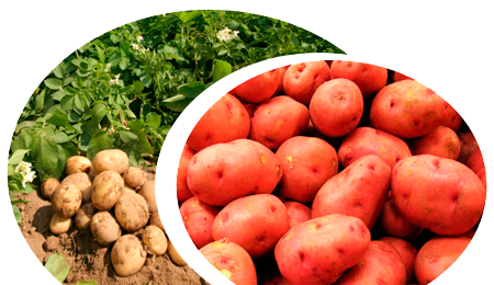 Вирощування картоплі, обприскування бульб
