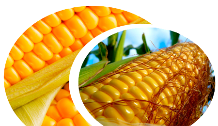 Обработка семян кукурузы регуляторами роста