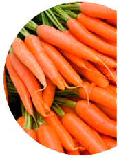 Вирощування моркви, обробка насіння регуляторами росту