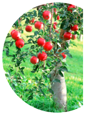 Вирощування плодових дерев
