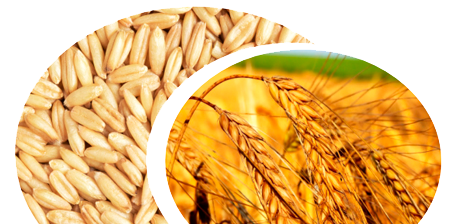Вирощування пшениці, стимулятор росту