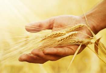 Протруювання насіння пшениці